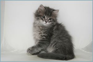 Male Siberian Kitten from Deedlebug Siberian